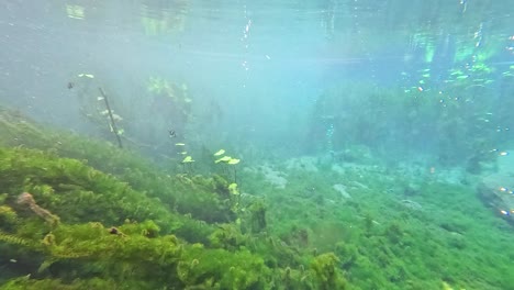 underwater scene with fish and aquatic plants