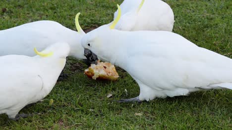 cacatuas compartiendo comida en una zona de hierba