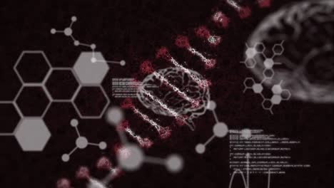 Animación-De-Una-Cepa-De-ADN-Girando-Con-Moléculas-Y-Elementos-Químicos-Flotando-Con-Un-Cerebro-Humano-En-3D.