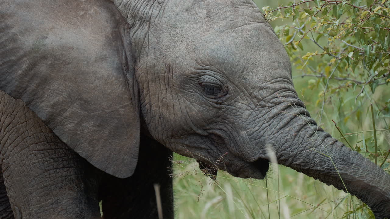 Baby Elephant in the Savanna