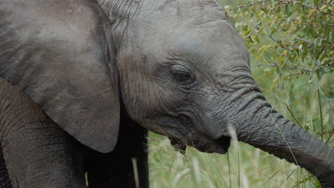 baby elephant in the savanna
