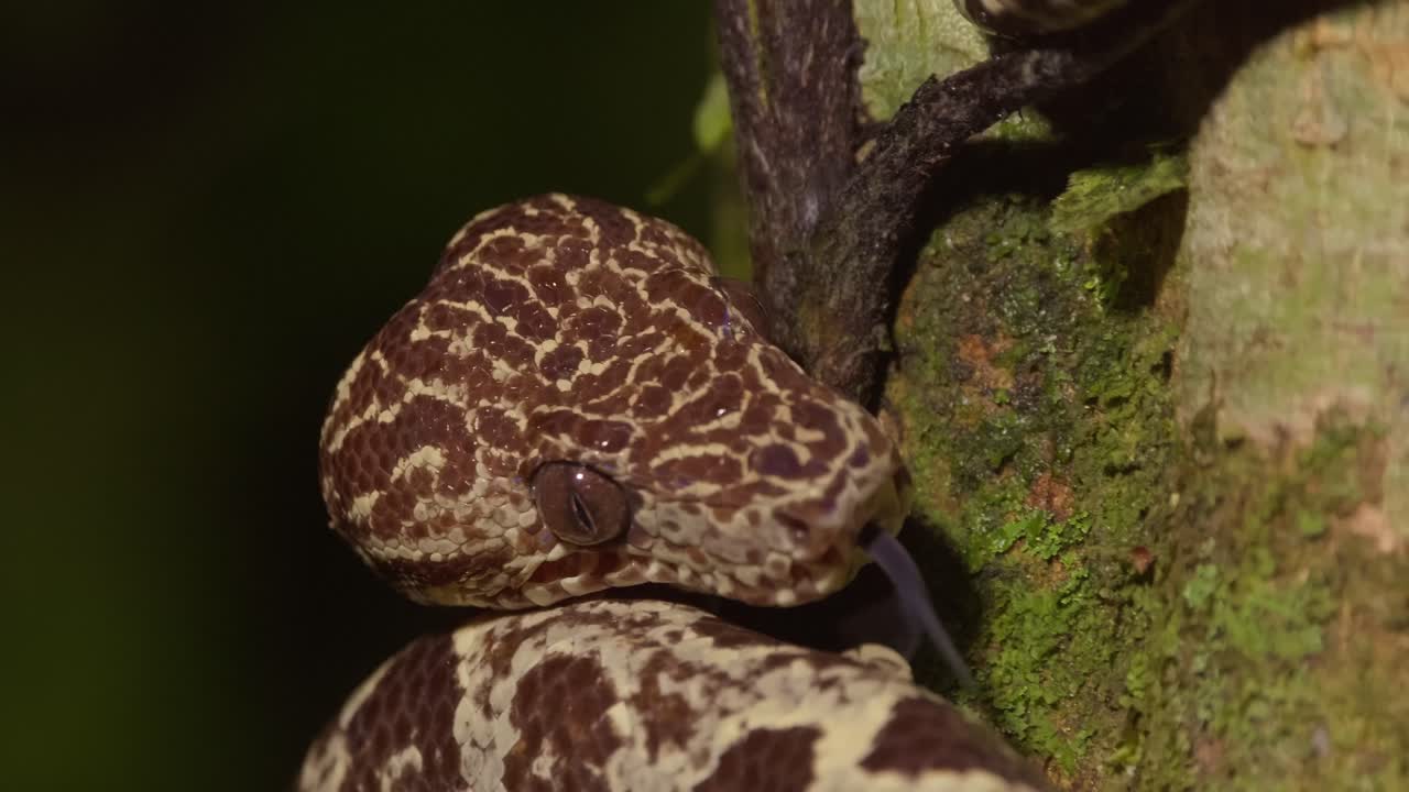 super primer plano de la boa del árbol amazónico que se acerca a la cámara con la lengua saliendo, corallus hortalanus