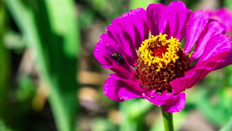 Zoom-in-on-a-pink-yellow-flower