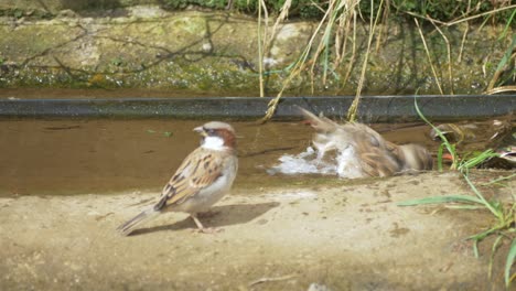 Gorrión-Bañándose-En-Agua-En-Un-Clima-Caluroso-De-Verano