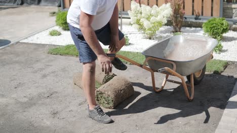 gardener laying lawn in private yard with wooden fence