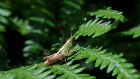 a grasshopper resting on bracken. june. england. uk