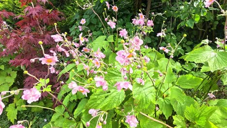 pink flowers sway gently in lush garden