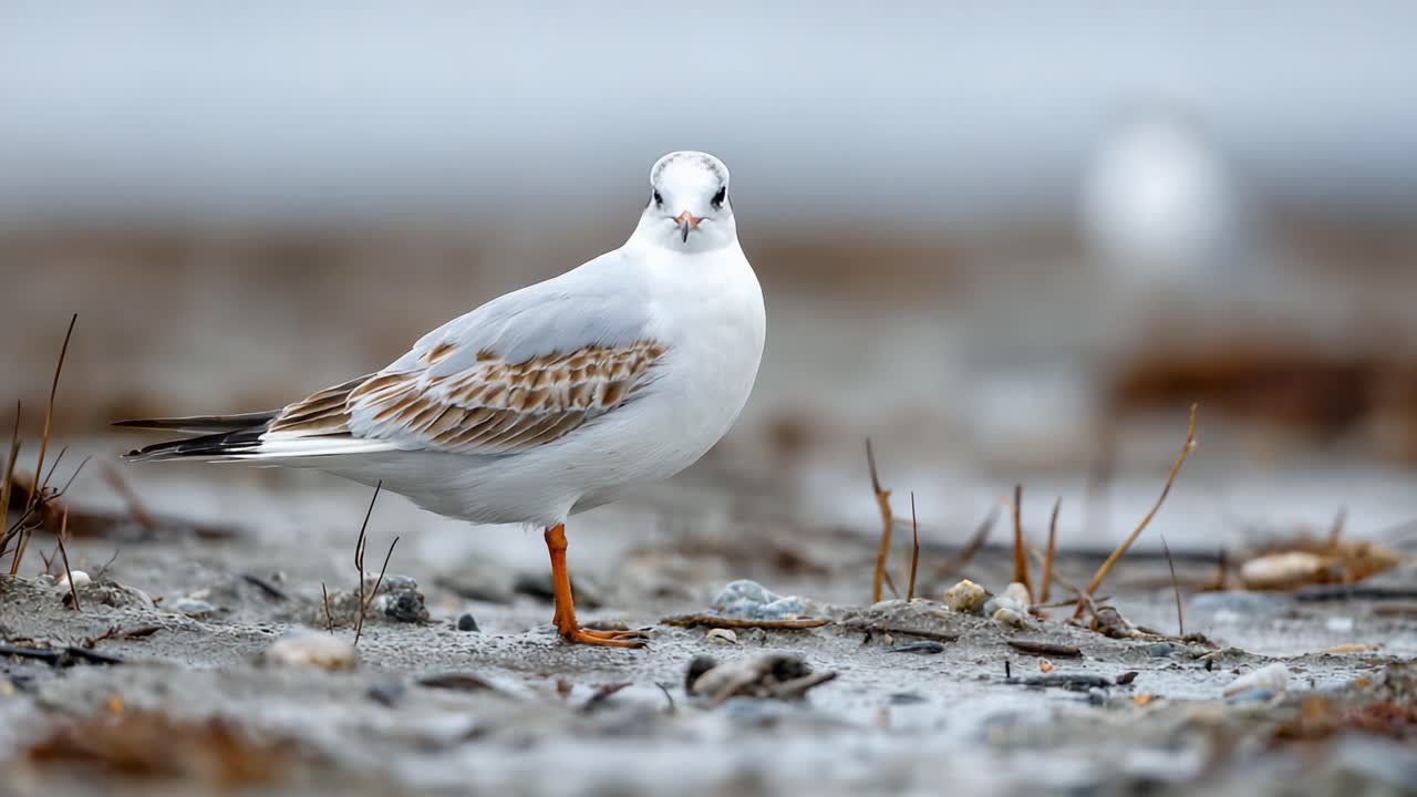 A Glimpse of the Elegant Sea Bird Standing on the Sandy Shore, Captured in Two Frames Highlighting Its Graceful Posture and Natural Habitat