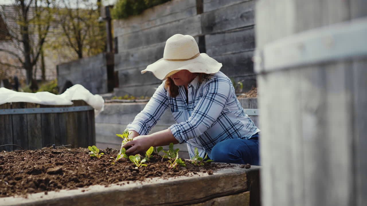 Woman planting swiss chard in a raised garden bed