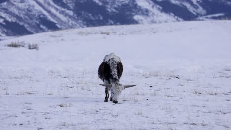 Texas-Longhorn-Cattle,-Small-Horns,-Grazing-in-Snow,-4K