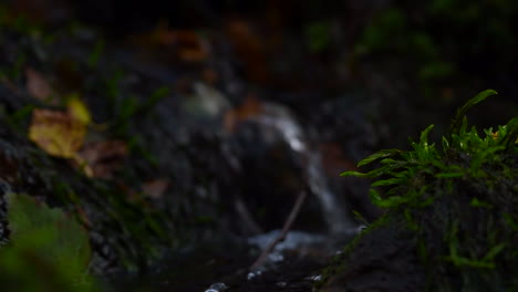 macro video of a miniature waterfall and moss