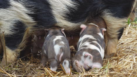 two baby pigs nursing from mom