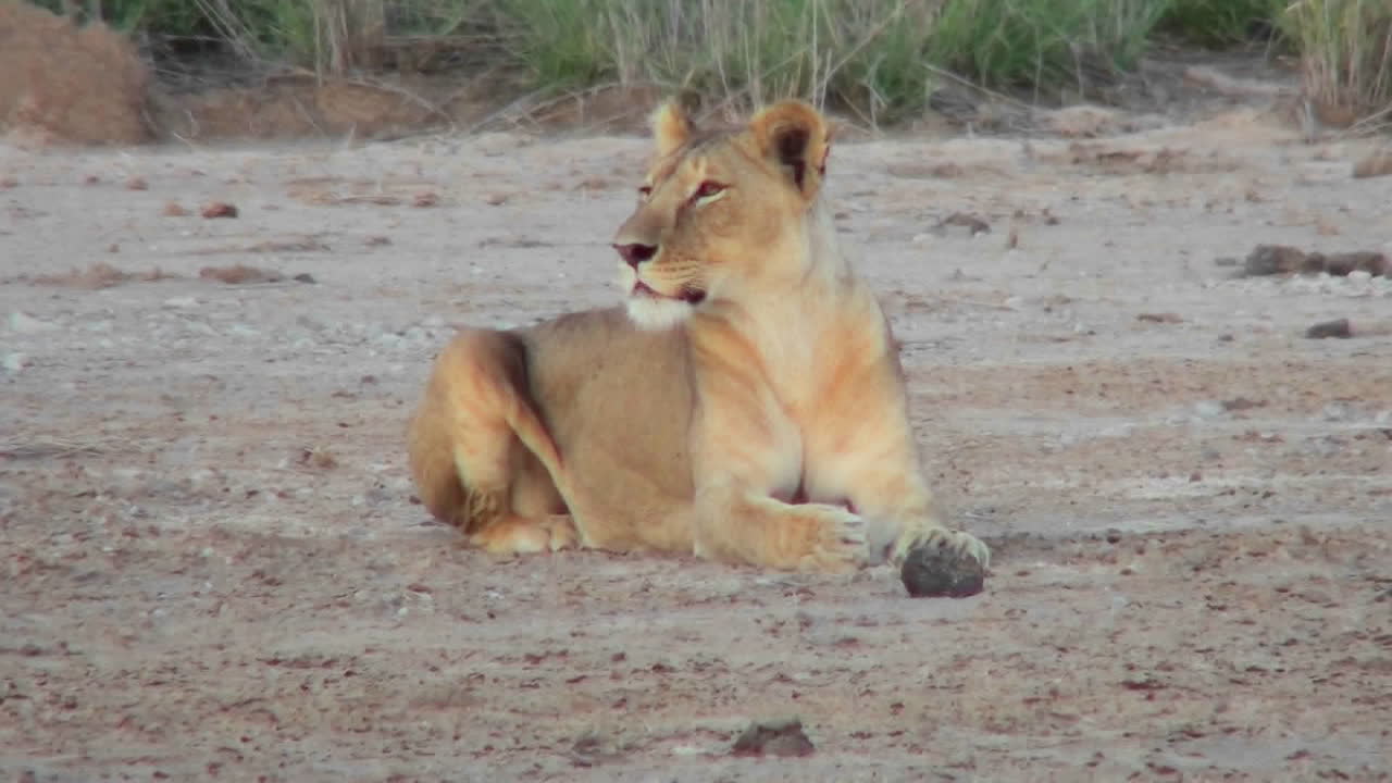 een vrouwtjesleeuw kijkt alert rond over de vlaktes van afrika