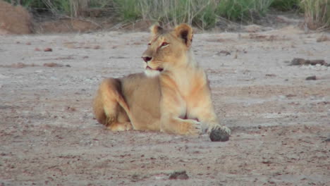 Ein-Weiblicher-Löwe-Schaut-Sich-Aufmerksam-In-Den-Ebenen-Afrikas-Um