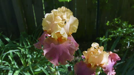 closeup view of pink and peach colored, iris barbatula flower in bloom