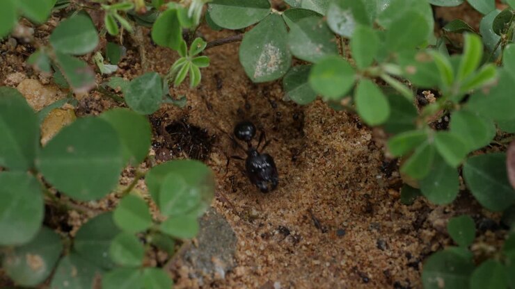 Ants at work in their nest