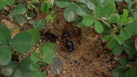 ameisen bei der arbeit in ihrem nest