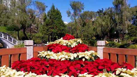 Hong-Kong-Sha-Tin-Riverside-Garden,-Christmas-flower-mountain-decoration-in-a-antique-park