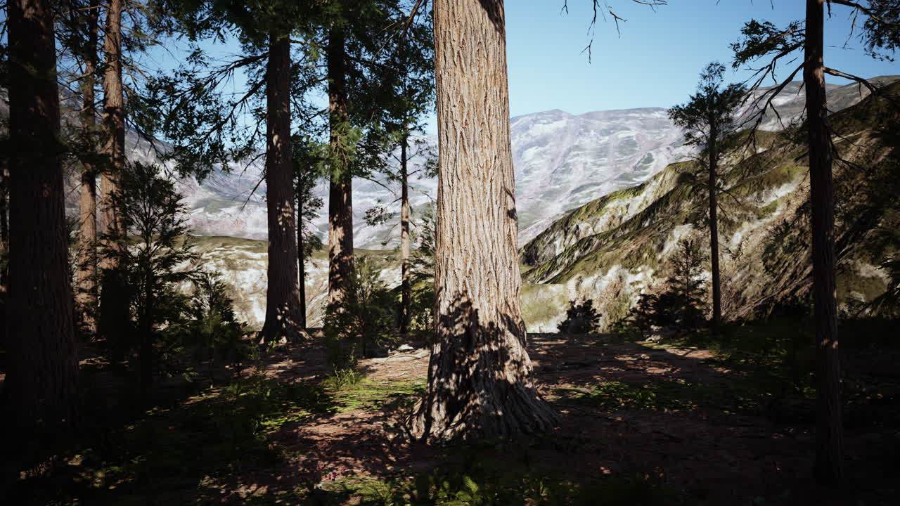 Sequoie giganti o redwood della Sierra che crescono nella foresta