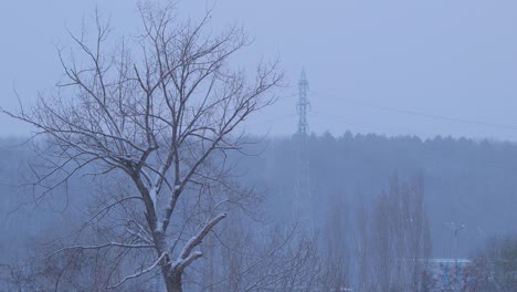 Snowfall-through-the-tree-and-gloomy-winter-weather