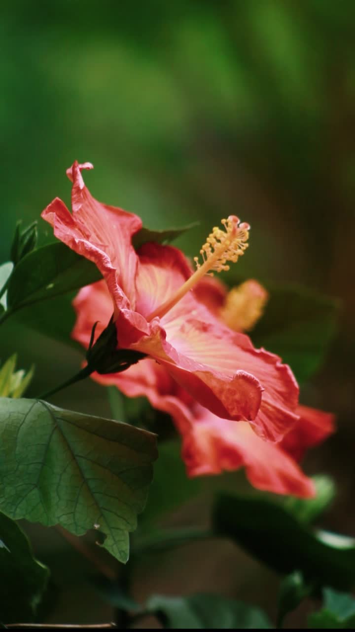 Bellissimo fiore di ibisco rosso