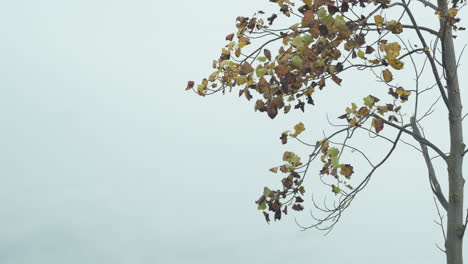 autumn leaves on cold wind