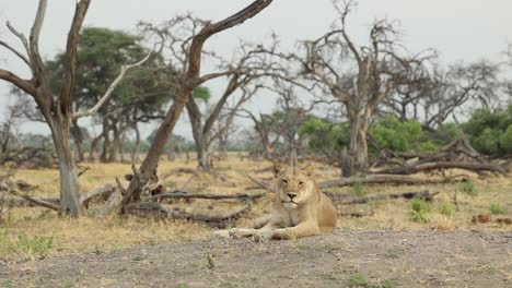 Plano-General-De-Una-Leona-Rugiendo,-Khwai-Botswana