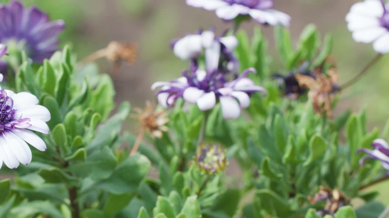 Un'ape impollina attivamente fiori simili a margherite viola e bianchi all'aperto, con illuminazione naturale soffusa e una profondità di campo ridotta che evidenzia la scena floreale