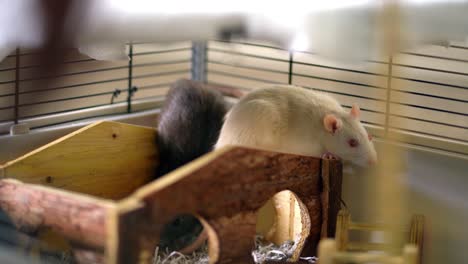 domesticated pet rats black and white in their cage with owners hands petting brown one