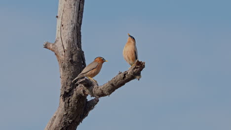 a pair of brahminy starling sitting on the tree branch and looking for food in keoladeo bird sanctuary, india.
