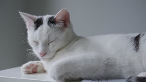 Joven-Gato-Blanco-Durmiendo-Tranquilamente-Fondo-Gris-Minimalista