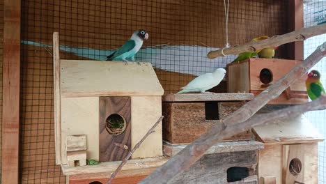 Los-Pájaros-En-Jaulas-Están-Jugando