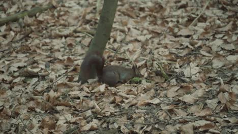 red squirrel moving in the woods collecting and burying nuts