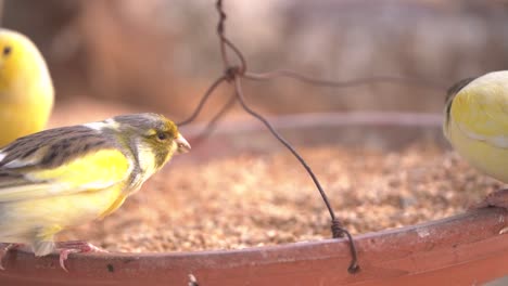 pájaro canario dentro de la jaula alimentándose y posándose sobre palos y alambres de madera