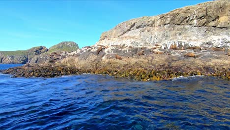 Fahren-Sie-Vorbei-An-Den-Algen-Und-Felsen-Von-Bruny-Island,-Während-Sie-Robben-Faulenzen