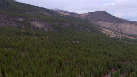 Langsamer-Stoß-über-Die-Wunderschöne-Landschaft-Von-Douglasien-Auf-Der-Seite-Der-Bergkette-In-Lake-Tahoe,-Nevada-An-Einem-Schönen-Bewölkten-Wintertag