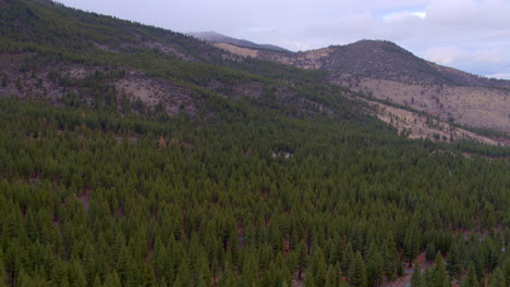slow push over beautiful landscape of douglas fir trees on side of mountain range in lake tahoe, nevada on a beautiful cloudy winter day
