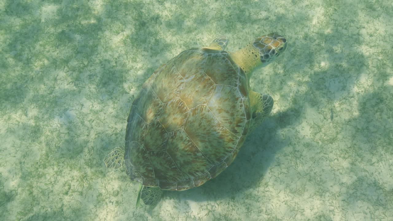 A sea turtle gracefully glides above the sandy ocean floor in shallow, clear water, casting a shadow beneath its streamlined shell