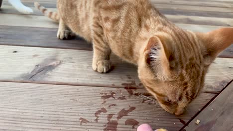 two feral kittens feeding nervously on a wooden porch