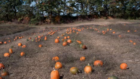 el parche de calabaza se revela cuando la cámara se inclina con un enfoque superficial