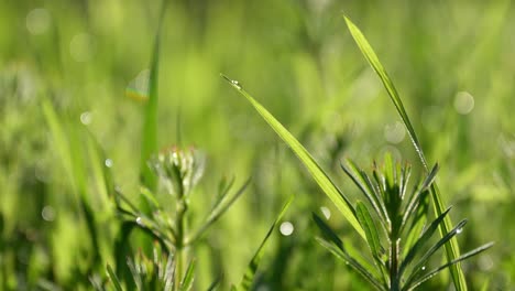 Lush green vibrant blades of grass from back yard lawn in spring morning