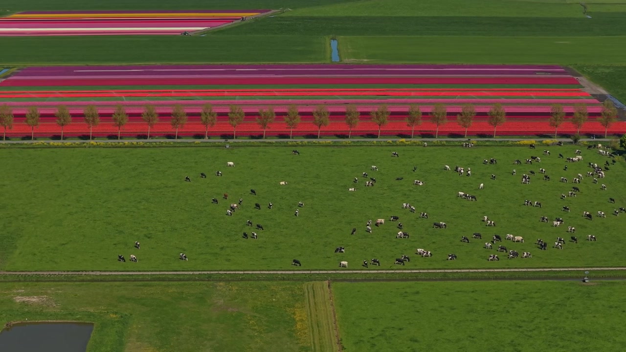 Splendide riprese aeree di vivaci campi di tulipani e una mandria di mucche che pascolano pacificamente in un rigoglioso pascolo verde nella campagna olandese.