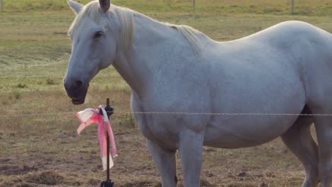 caballos comiendo en un campo