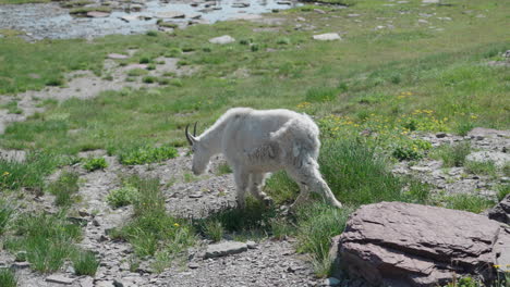 a white mountain goat grazing in logan pass, montana, with lush green grass around