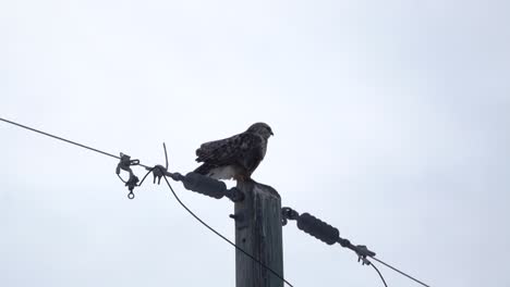 rough-legged hawk standing on an electric post