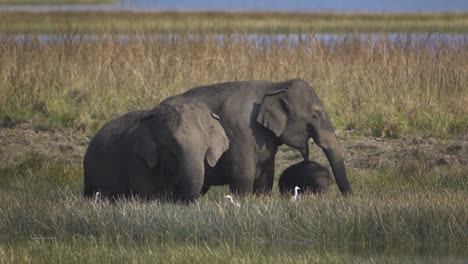 asiatic elephant family in indian forest