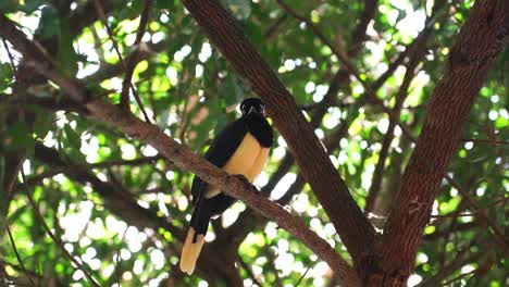 plush-crested jay bird standing in a tree branch, wildlife of iguazu forest in iguazu falls, argentina, south america