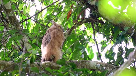 Die-Buffy-Fish-Owl-Ist-Eine-Große-Eule-Und-Doch-Die-Kleinste-Unter-Den-Vier-Fischeulen