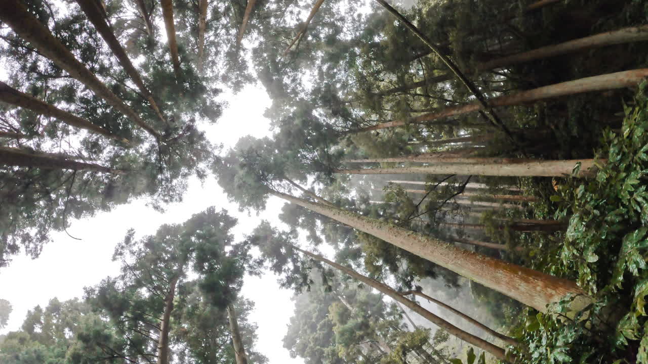 look up POV jungle rain forest with tall tree and blue open sky