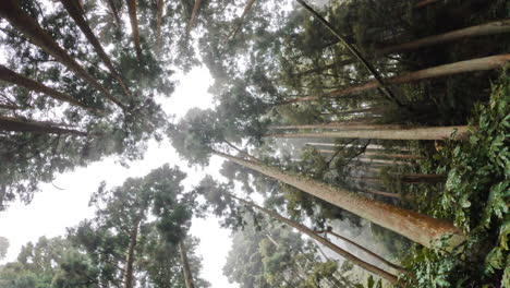 look up pov jungle rain forest with tall tree and blue open sky